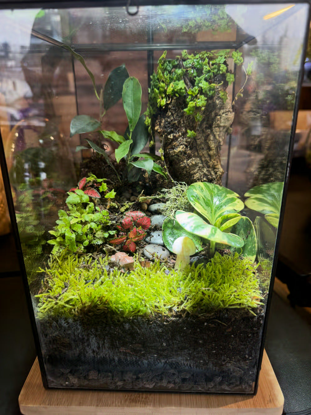 A tall rectangular glass terrarium with moss, fittonia and a small white mushroom, made at INSIDE