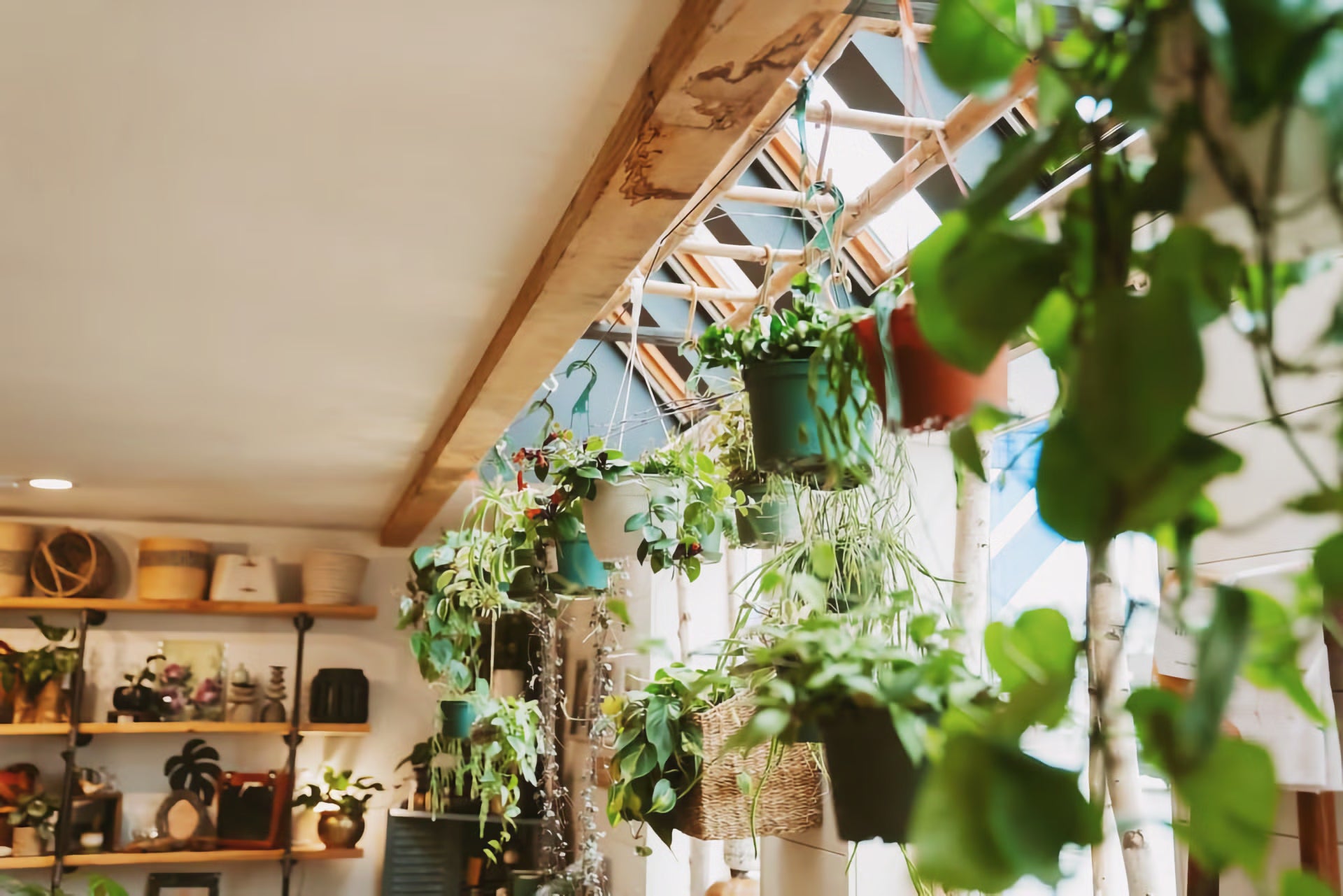 Plants in the window at INSIDE in Port Angeles